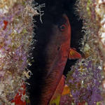 Bonaire_2008_D-2_390_edited