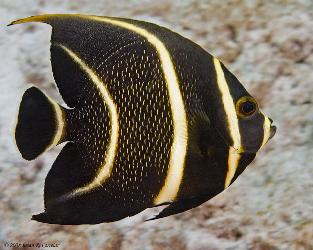 Bonaire_2008_D-3_144_edited