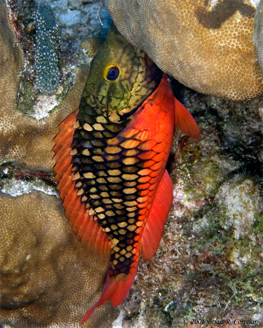 Bonaire_2008_D-3_165_edited