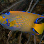 Bonaire_2008_D-3_184_edited