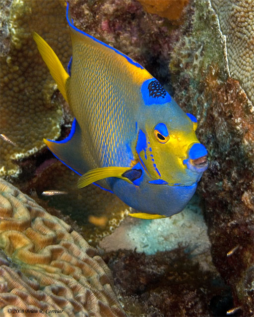 Bonaire_2008_D-3_189_edited