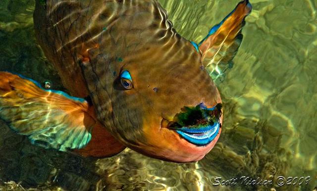 smallparrotfish3wtmk