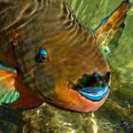 smallparrotfish3wtmk