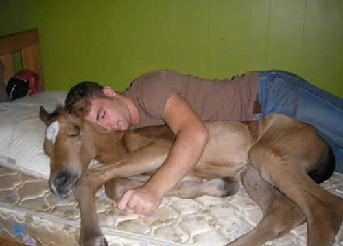 Pony nap picture