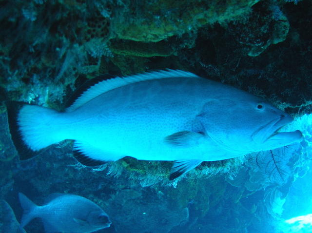 cozfishblackgrouper.jpg