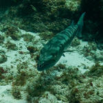 9-27-09-Cayman_0027-