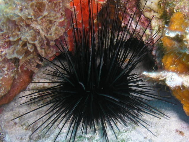 cozfishblackurchin.jpg