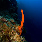 Cayman-09-28-09_0099