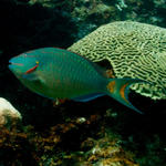 Cayman-09-28-09_0154