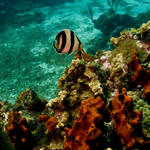 Cayman-09-28-09_0155