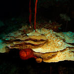 Cayman_0288