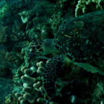 Cayman_0351