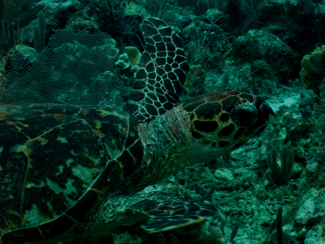 Cayman_0354