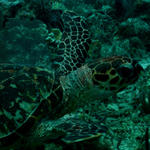 Cayman_0354