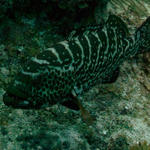 Cayman_0371