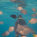 Cayman-Stingray-City_0387