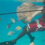 Cayman-Stingray-City_0388