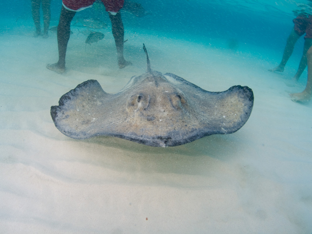 Cayman-Stingray-City_0404