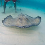 Cayman-Stingray-City_0404