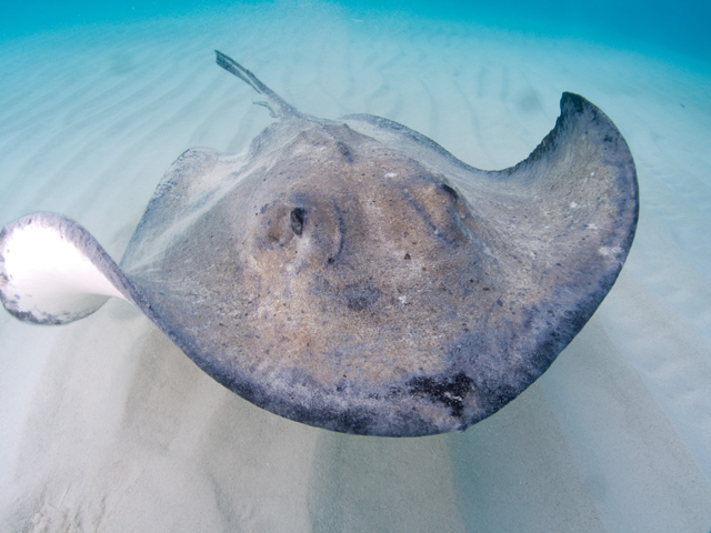 Cayman-Stingray-City_0405