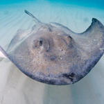 Cayman-Stingray-City_0405