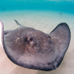 Cayman-Stingray-City_0406