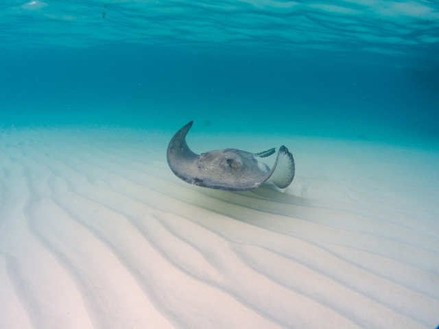 Cayman-Stingray-City_0407