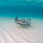 Cayman-Stingray-City_0407