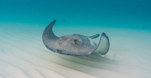 Cayman-Stingray-City_0407C