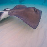 Cayman-Stingray-City_0408