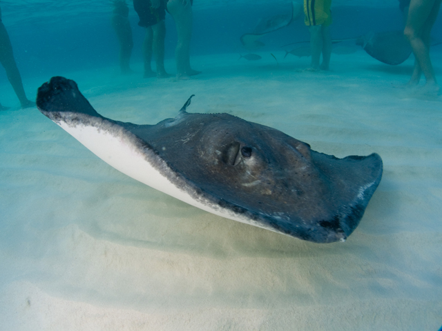 Cayman-Stingray-City_0411