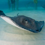 Cayman-Stingray-City_0411