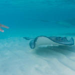 Cayman-Stingray-City_0414