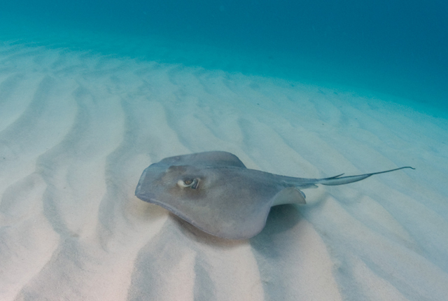 Cayman-Stingray-City_0420