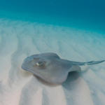 Cayman-Stingray-City_0420