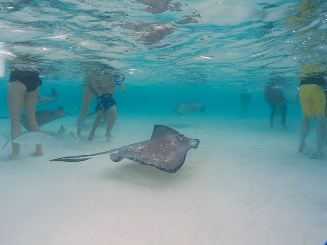 Cayman-Stingray-City_0421