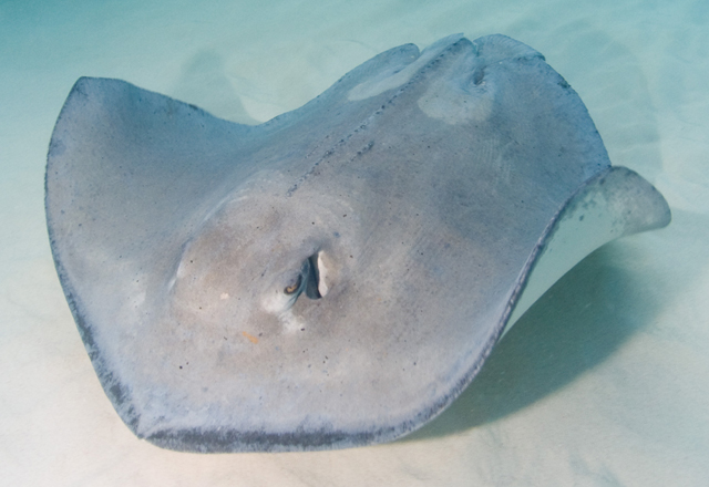 Cayman-Stingray-City_0422