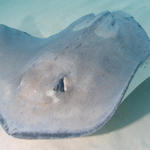 Cayman-Stingray-City_0422