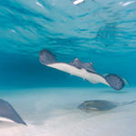 Cayman-Stingray-City_0423