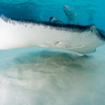 Cayman-Stingray-City_0425