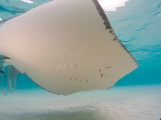 Cayman-Stingray-City_0430