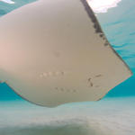 Cayman-Stingray-City_0430