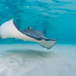 Cayman-Stingray-City_0431