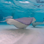 Cayman-Stingray-City_0432