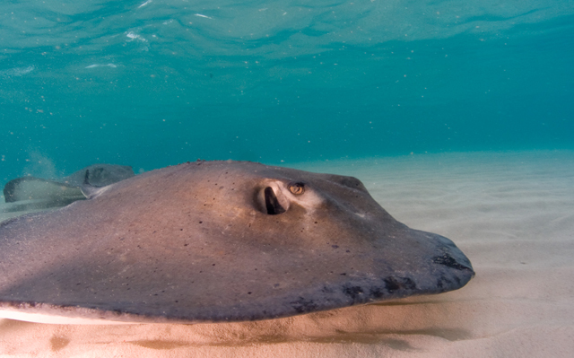 Cayman-Stingray-City_0436