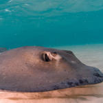 Cayman-Stingray-City_0436