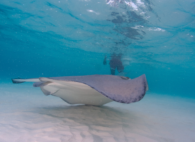 Cayman-Stingray-City_0434