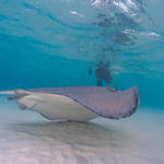 Cayman-Stingray-City_0434