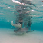 Cayman-Stingray-City_0437