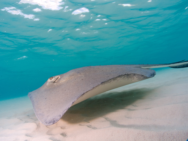 Cayman-Stingray-City_0439